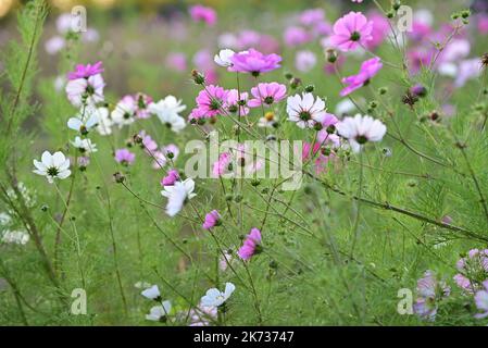 Feld von weißen und rosa Sonnenblumen in der Abendsonne Stockfoto