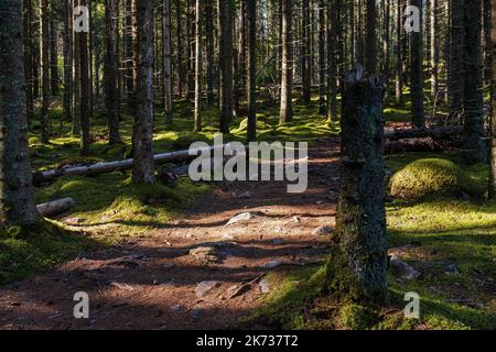 Breiter Waldweg, der durch einen Nadelwald mit grünem Moos führt, der den Waldboden bedeckt und die Sonne zwischen den Pinien scheint Stockfoto