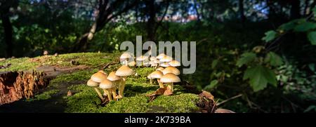 Kleine Pilze oder Hypholoma auf altem Baumstamm im dunklen Wald. Herbstkonzept. Stockfoto