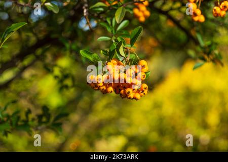 Pyramicantha coccinea Soleil Dor dekorativer dorniger Strauch mit vielen schönen gelben Früchten, goldenen Farben Stockfoto