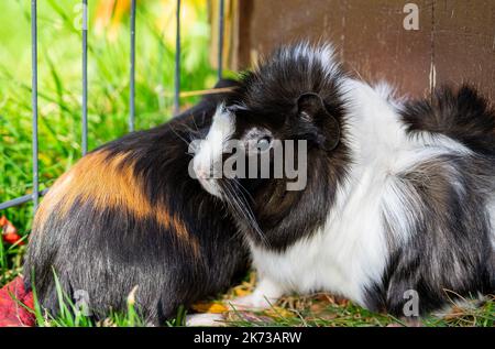 Meerschweinchen im Gartengehege Stockfoto