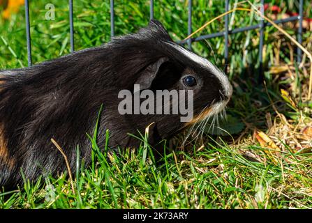 Meerschweinchen auf dem Rasen im Garten Stockfoto