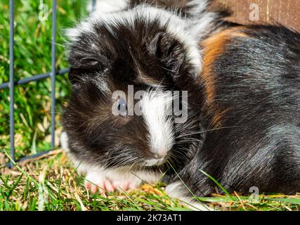 Rosetten und glattes Guinea-Schwein Stockfoto