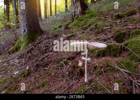 Einzelne große Macrolepiota procera, der Sonnenschirmpilz wächst im Wald. Stockfoto