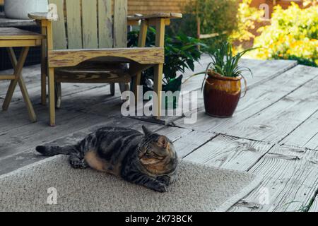 Die Katze ruht auf dem Deck des Hinterhofs vor dem Hintergrund der goldenen untergehenden Sonne Stockfoto