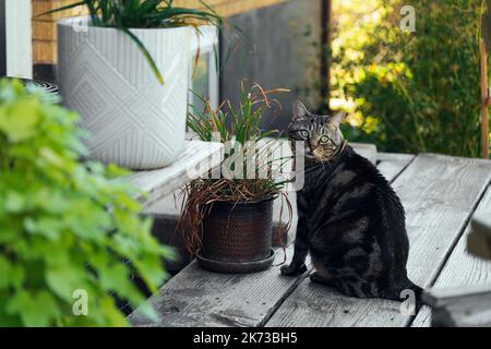 Die Katze ruht auf dem Deck des Hinterhofs vor dem Hintergrund der goldenen untergehenden Sonne Stockfoto