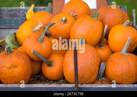 Im Herbst verschiedene orangefarbene Kürbisse in einer Holzkiste Stockfoto