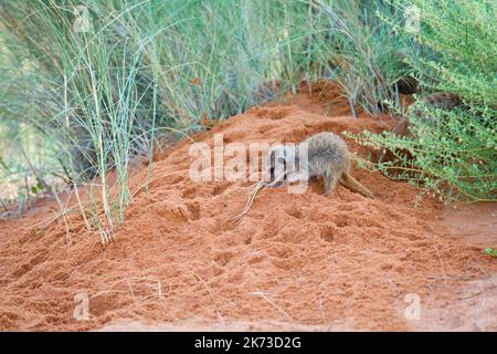 Erdmännchen (Suricata suricatta) gräbt in rotem Boden nach Insekten, Viechern, Nahrung. Kalahari, Südafrika Stockfoto