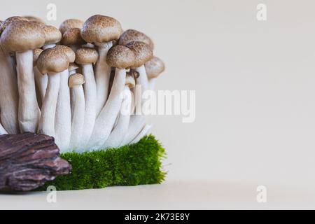 Cluster von frischen braunen Shimeji-Pilzen aus der Nähe. Shimeji-Pilze auf hellem Hintergrund mit Stein und Moos. Stockfoto