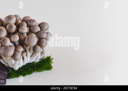 Cluster von frischen braunen Shimeji-Pilzen aus der Nähe. Shimeji-Pilze auf hellem Hintergrund mit Stein und Moos. Stockfoto