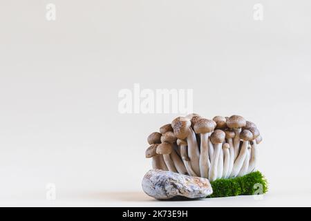 Cluster von frischen braunen Shimeji-Pilzen aus der Nähe. Shimeji-Pilze auf hellem Hintergrund mit Stein und Moos. Stockfoto