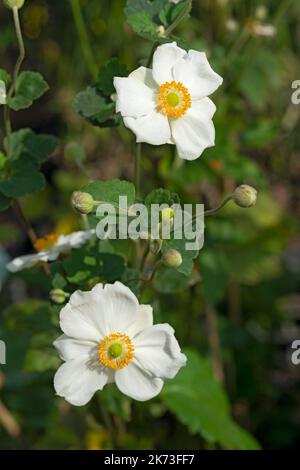 Japanische Anemone Blume, Anemone Honorine Jobert Stockfoto