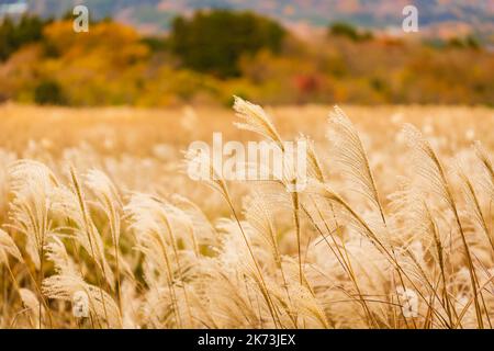 Herbst auf den Sengokuhara Pampas Grass Fields Stockfoto