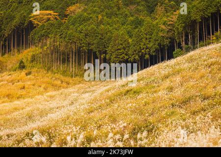 Herbst auf den Sengokuhara Pampas Grass Fields Stockfoto