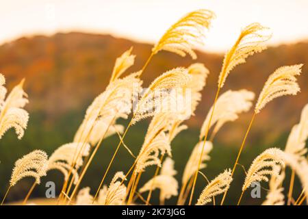Herbst auf den Sengokuhara Pampas Grass Fields Stockfoto
