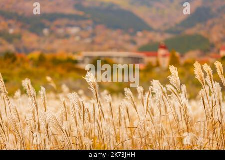 Herbst auf den Sengokuhara Pampas Grass Fields Stockfoto