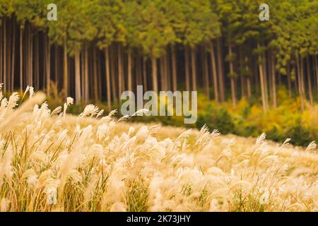 Herbst auf den Sengokuhara Pampas Grass Fields Stockfoto