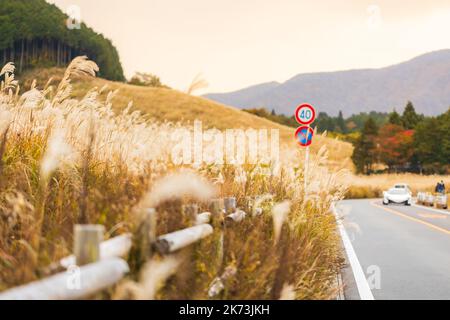 Herbst auf den Sengokuhara Pampas Grass Fields Stockfoto