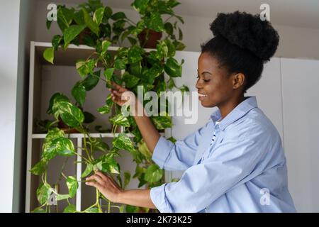 Eine optimistische afroamerikanische Frau, die mit einem Lächeln Pflanzen am Wandschrank aufklettert Stockfoto