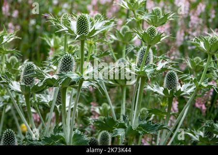 Eryngien, auch bekannt als Seeteule mit stacheligen Blättern und einer charakteristischen Rüsche um die Blütenköpfe Stockfoto