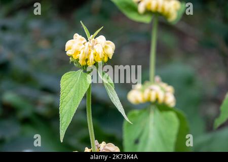 goldgelbe Blüten des türkischen Salbeis phlomis russeliana mit einem verschwommenen grünen Hintergrund Stockfoto