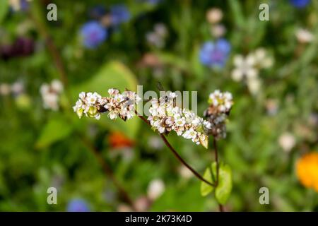 Verzierte Schwanzgräberwespe auf rosa weißen Blüten aus Buchweizen Stockfoto