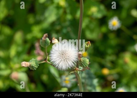 Saatkopf aus Maisdistel mit im Hintergrund verschwommenen Wildblumen Stockfoto