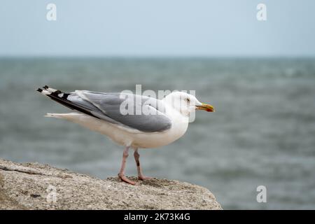 die europäische Heringsmöwe larus argentatus thront auf einem Felsen mit einem verschwommenen Hintergrund aus Meer und Himmel Stockfoto