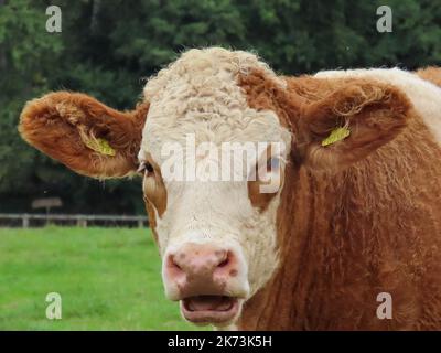 Nahaufnahme eines hübschen braunen und cremefarbenen hereford-Kuhes Stockfoto