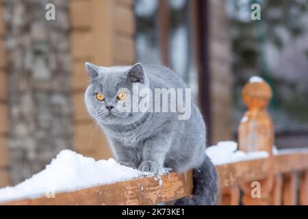 Eine Hauskatze einer britischen Kurzhaar-Rasse mit gelben Augen im Schnee, Eine graue britische Katze sitzt im frostigen Freien auf dem Geländer eines Landhauses Stockfoto