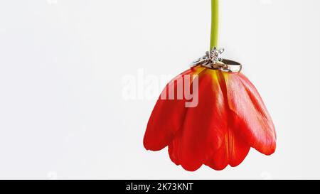 Paar Hochzeit- und Verlobungsringe mit Diamant auf roter Tulpe. Weißer Hintergrund mit Symbol für Liebe und Ehe und Kopierraum. Stockfoto