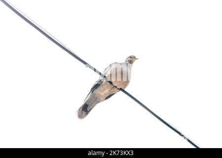Eine langhalsige, schlank aussehende Taube sitzt auf einem Draht auf weißem Hintergrund Stockfoto