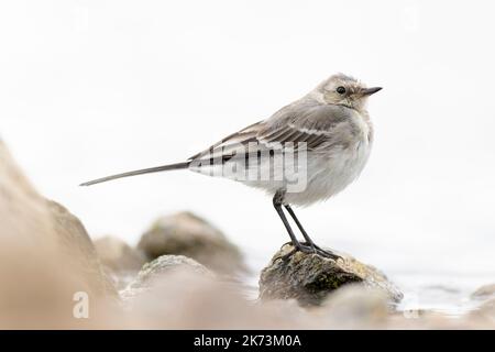 Eine junge weiße Bachstelze (Motacilla alba), die in Berlin entlang eines Sees fortschaiiert. Stockfoto