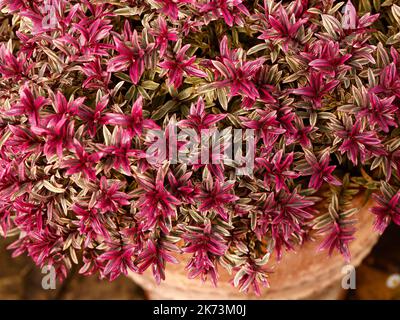 Nahaufnahme der bunten Blätter der niedrig wachsenden, mehrjährigen immergrünen Gartenpflanze Hebe Magic Summer idealer Strauch für den kleinen Garten. Stockfoto