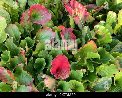 Nahaufnahme der großen immergrünen Blätter, die sich in roter Herbstfärbung der niedrig wachsenden krautigen Staude Bergenia Morgenröte drehen. Stockfoto
