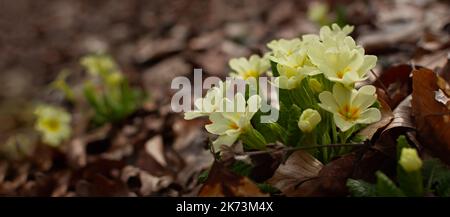 Der Primsenwald blühte im Frühjahr. Schöne blassgelbe Blume aus der Nähe im Wald. Makro von wilden Waldblumen. Natürlicher grüner Hintergrund. Th Stockfoto