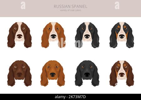 Russisches Spaniel Clipart. Alle Fellfarben eingestellt. Alle Hunderassen Merkmale Infografik. Vektorgrafik Stock Vektor