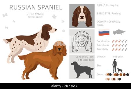 Russisches Spaniel Clipart. Alle Fellfarben eingestellt. Alle Hunderassen Merkmale Infografik. Vektorgrafik Stock Vektor