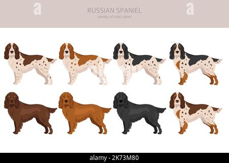 Russisches Spaniel Clipart. Alle Fellfarben eingestellt. Alle Hunderassen Merkmale Infografik. Vektorgrafik Stock Vektor