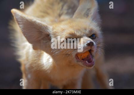 Fennec Fuchs Nahaufnahme Porträt in der Wüste Stockfoto