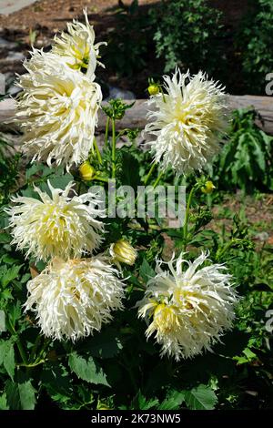 Weiße Nadel- oder Kaktusblüten, - ursprüngliche Sorte Tsuki Yori mit einer ungewöhnlichen spitzen Form der Blütenblätter, an den Spitzen zerlegt. Dahlien infl Stockfoto