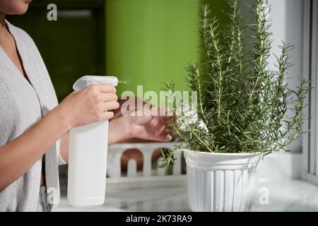 Zugeschnittenes Bild einer Frau, die Rosmarinpflanze in einen weißen Blumentopf sprüht Stockfoto