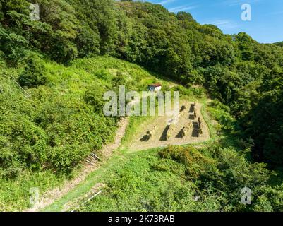 Kleines Feld und frisch geernteter Reis in grünen bewaldeten Hügeln Stockfoto