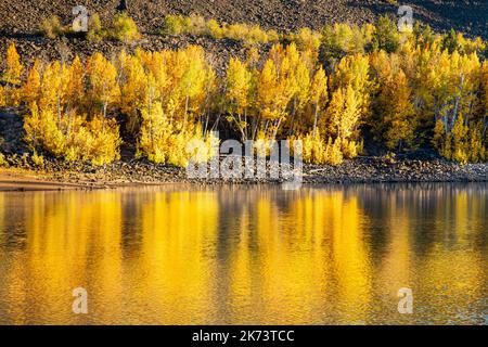 Im späten Nachmittagslicht erzittert die Espe in voller Herbstfarbe. Fotografiert am Crater Lake in Lassen County, Kalifornien, USA. Stockfoto