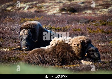 Zwei Moschusochsen, Ovibos moschatus, ruhen im Oktobersonnenlicht im Dovrefjell Nationalpark, Norwegen, Skandinavien. Stockfoto