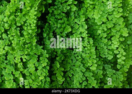 Fern Adiantum capillus-veneris wächst an einer Höhlenwand im Freien Stockfoto