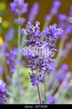 Hidcote Lavendel wächst im Garten Stockfoto