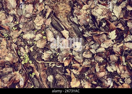 Gefallene Herbstlaub Stockfoto