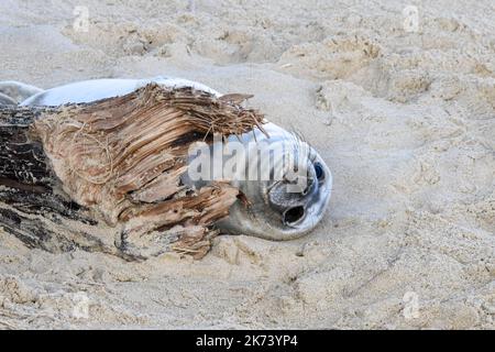 Graue Dichtung Welpen Stockfoto