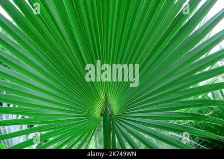 Einzelnes grünes Palmenblatt. Livistona Rotundifolia Palme aus nächster Nähe. Grüner Palmenblatt strukturierter Hintergrund. Stockfoto